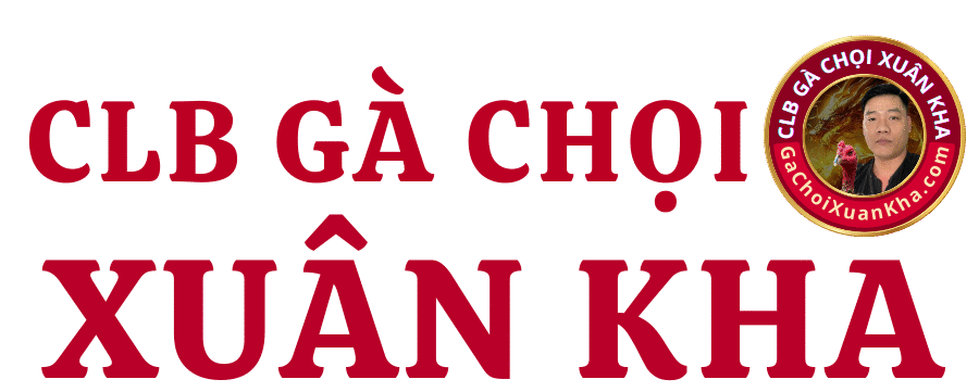 Gà Chọi Xuân Kha – Phú Yên